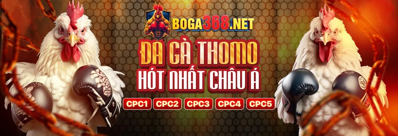 Sân đá gà trực tiếp sôi động trên Suncity88 App